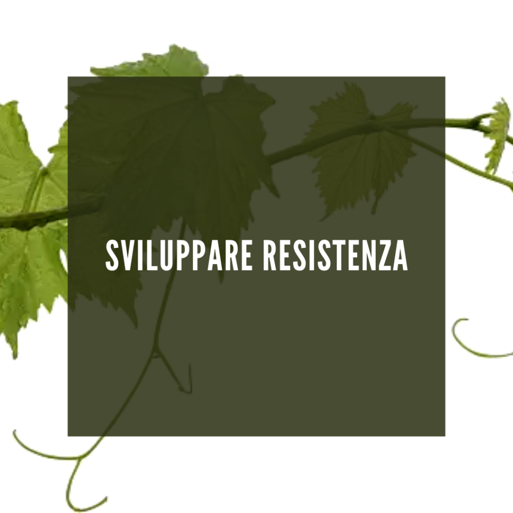 Resistenza di V. vinifera a flavescenza dorata, Plasmopara viticola e Botrytis cinerea