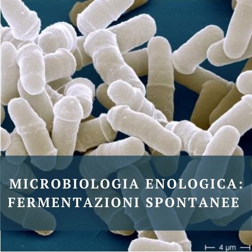 Microbiologia enologica
