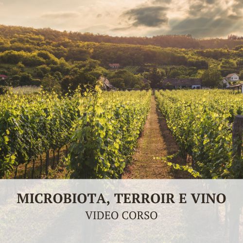 Microbiota terroir e vino